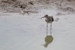 DPPhotography - Pantanal - Solitary sandpiper - D