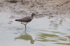 DPPhotography - Pantanal - Solitary sandpiper - E