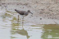 DPPhotography - Pantanal - Solitary sandpiper - F