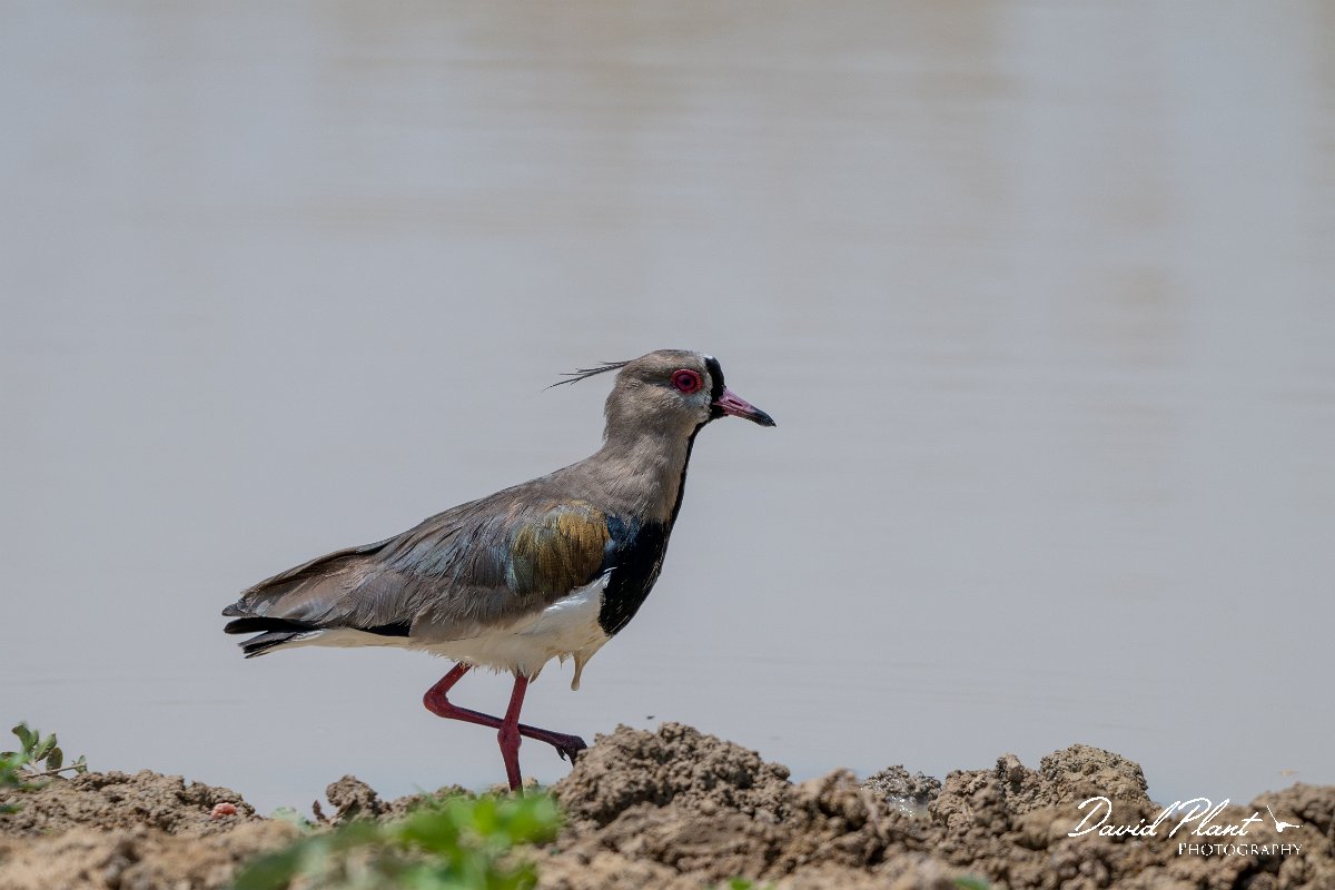 DPPhotography - Pantanal - Southern lapwing - A.jpg - Southern lapwing - Pantanal, Brazil