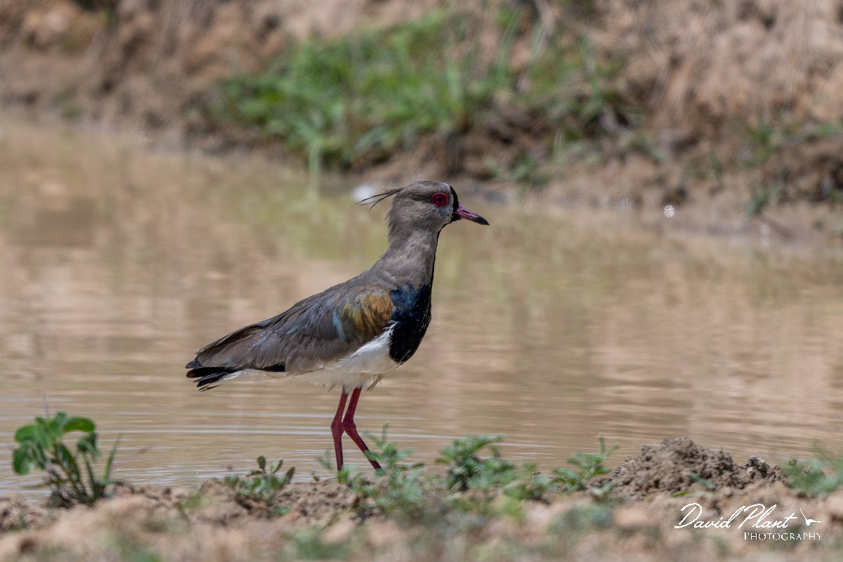 DPPhotography - Pantanal - Southern lapwing - C.jpg - Southern lapwing - Pantanal, Brazil