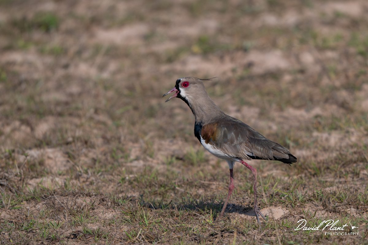 DPPhotography - Pantanal - Southern lapwing - E.jpg - Southern lapwing - Pantanal, Brazil