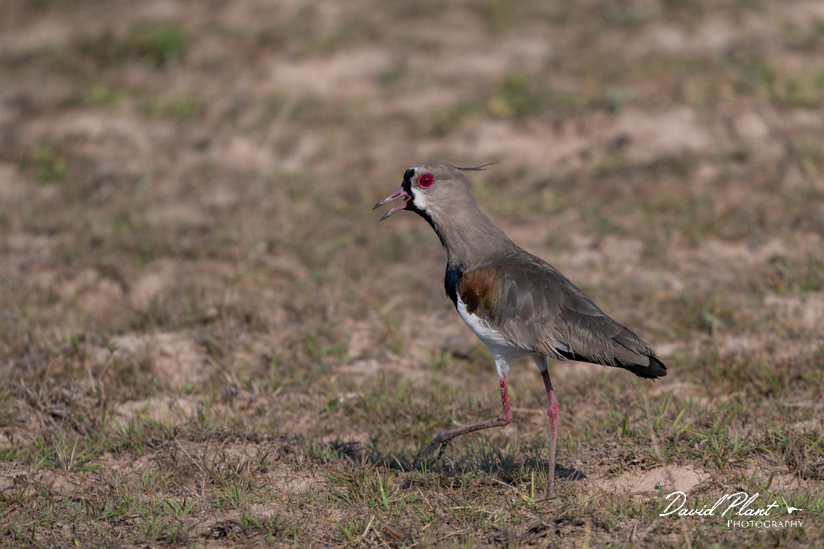 DPPhotography - Pantanal - Southern lapwing - F.jpg - Southern lapwing - Pantanal, Brazil