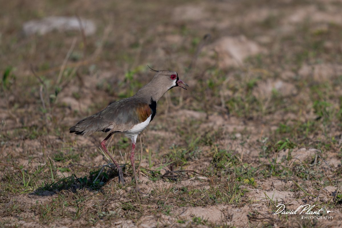 DPPhotography - Pantanal - Southern lapwing - G.jpg - Southern lapwing - Pantanal, Brazil