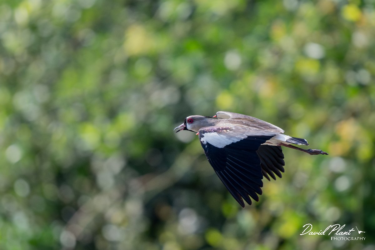 DPPhotography - Pantanal - Southern lapwing - I.jpg - Southern lapwing - Pantanal, Brazil