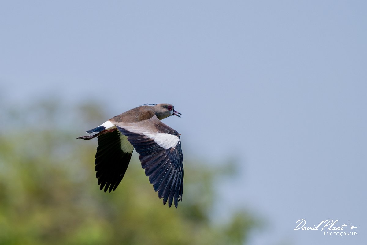 DPPhotography - Pantanal - Southern lapwing - J.jpg - Southern lapwing - Pantanal, Brazil