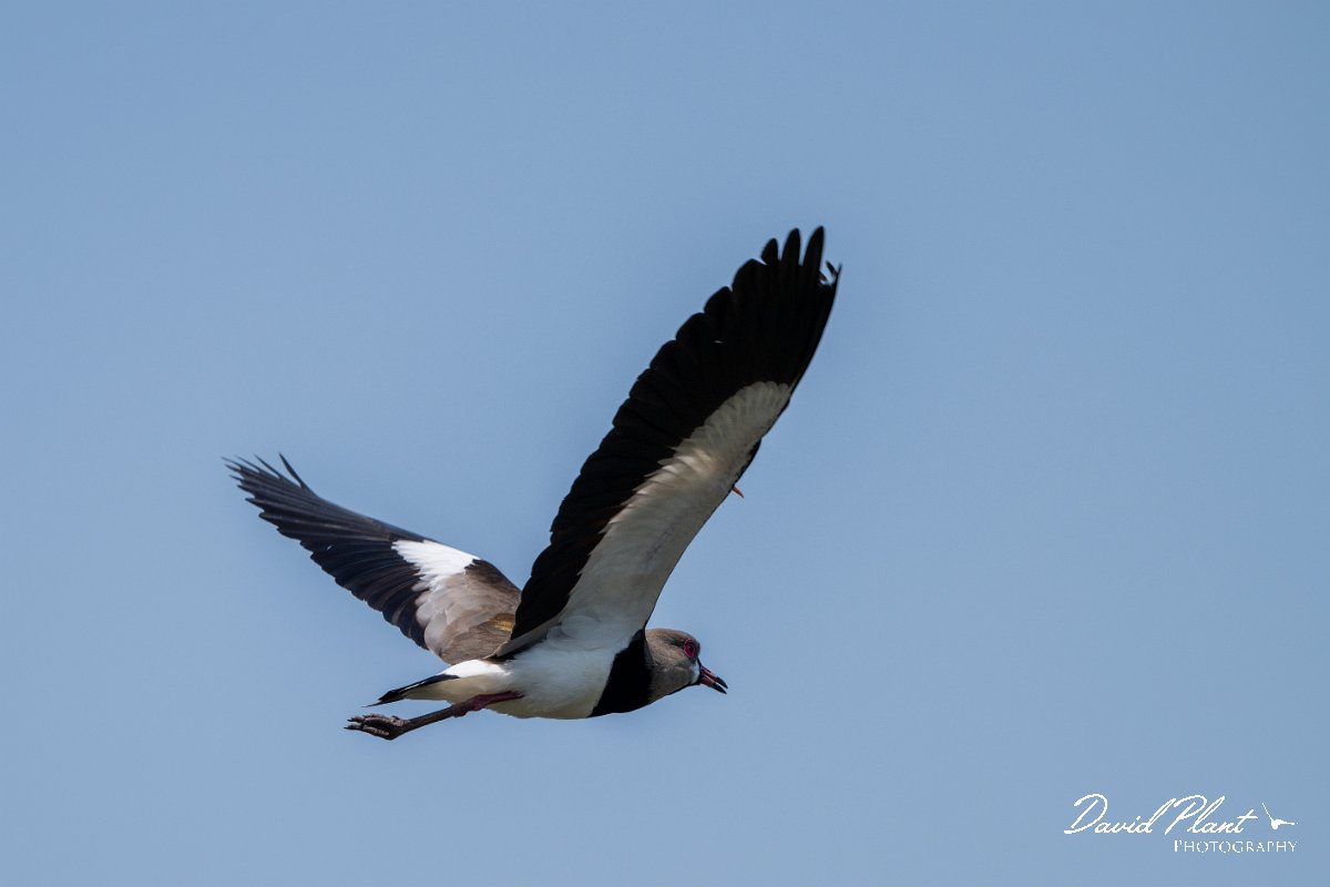DPPhotography - Pantanal - Southern lapwing - L.jpg - Southern lapwing - Pantanal, Brazil