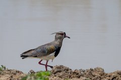 DPPhotography - Pantanal - Southern lapwing - A