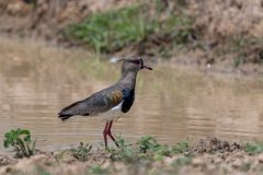 DPPhotography - Pantanal - Southern lapwing - C