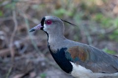 DPPhotography - Pantanal - Southern lapwing - D