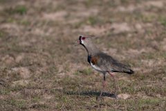 DPPhotography - Pantanal - Southern lapwing - E
