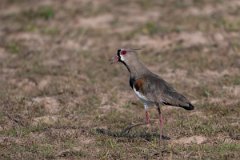 DPPhotography - Pantanal - Southern lapwing - F