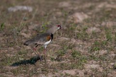 DPPhotography - Pantanal - Southern lapwing - G