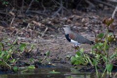 DPPhotography - Pantanal - Southern lapwing - H