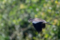 DPPhotography - Pantanal - Southern lapwing - I