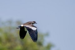 DPPhotography - Pantanal - Southern lapwing - J