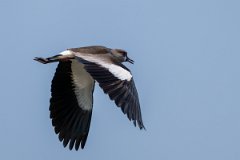 DPPhotography - Pantanal - Southern lapwing - K