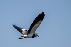 DPPhotography - Pantanal - Southern lapwing - L