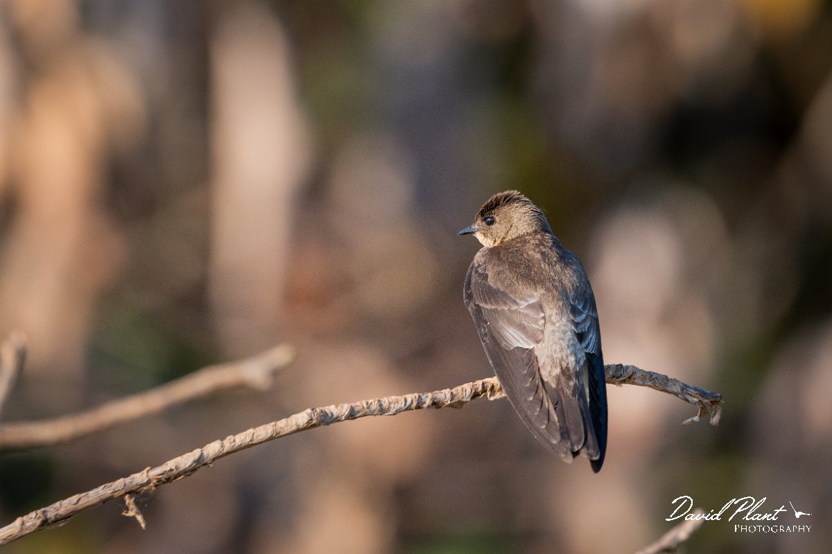DPPhotography - Pantanal - Southern rough-winged swallow - A.jpg - Southern rough-winged swallow - Pantanal, Brazil