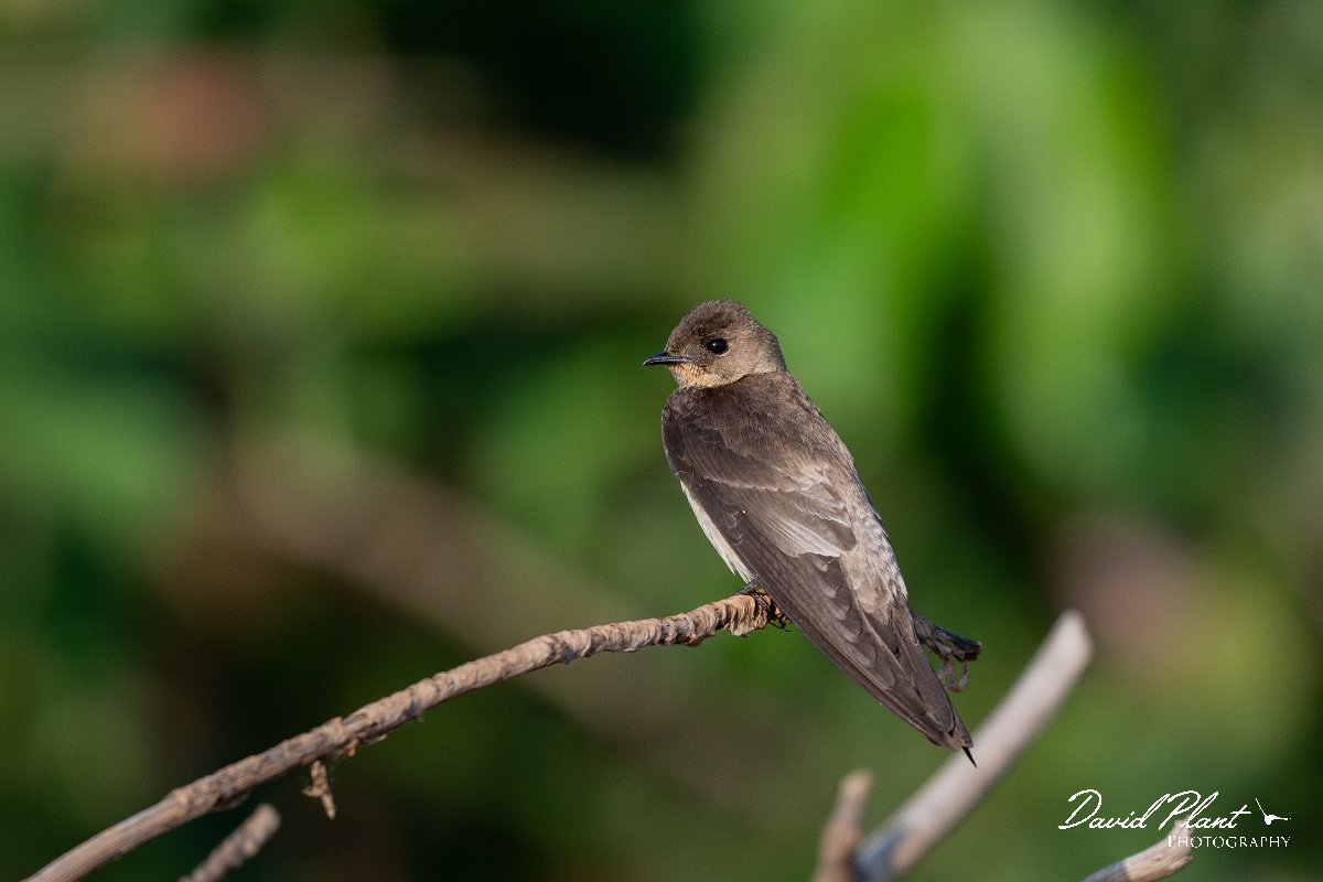 DPPhotography - Pantanal - Southern rough-winged swallow - B.jpg - Southern rough-winged swallow - Pantanal, Brazil
