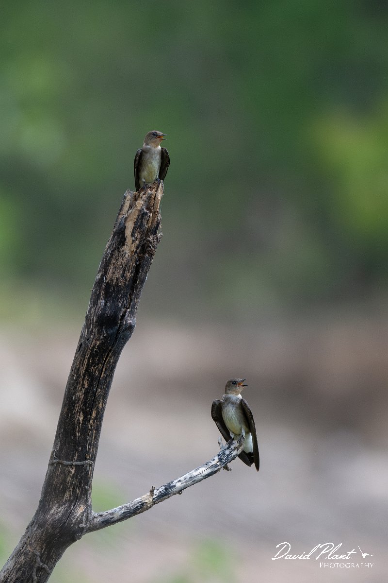 DPPhotography - Pantanal - Southern rough-winged swallow - D.jpg - Southern rough-winged swallow - Pantanal, Brazil