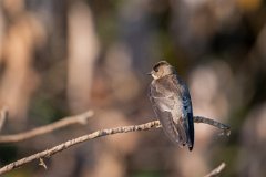 DPPhotography - Pantanal - Southern rough-winged swallow - A