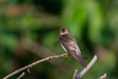DPPhotography - Pantanal - Southern rough-winged swallow - B