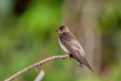 DPPhotography - Pantanal - Southern rough-winged swallow - C