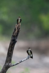 DPPhotography - Pantanal - Southern rough-winged swallow - D