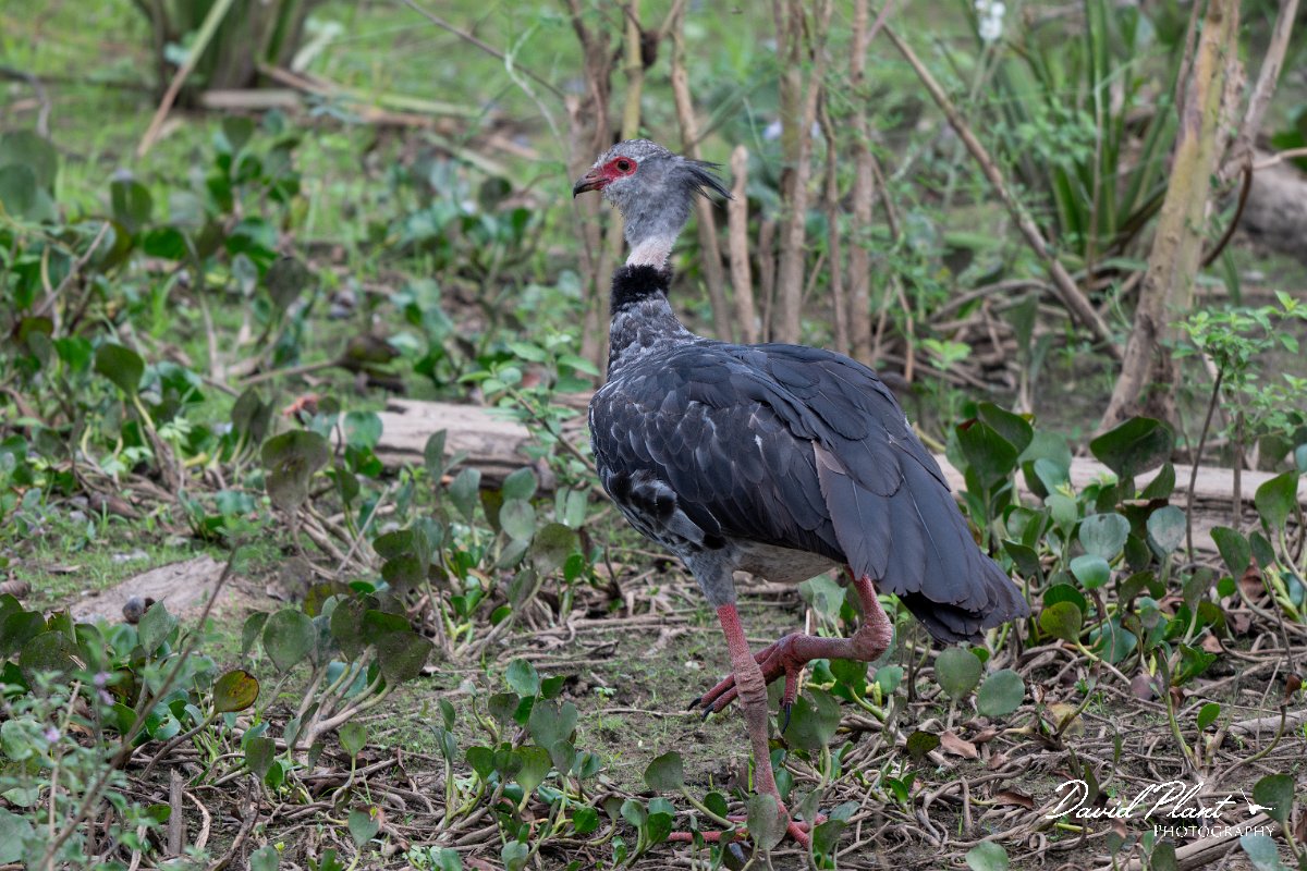 DPPhotography - Pantanal - Southern screamer - C.jpg - Southern screamer - Transpantaneira, Brazil