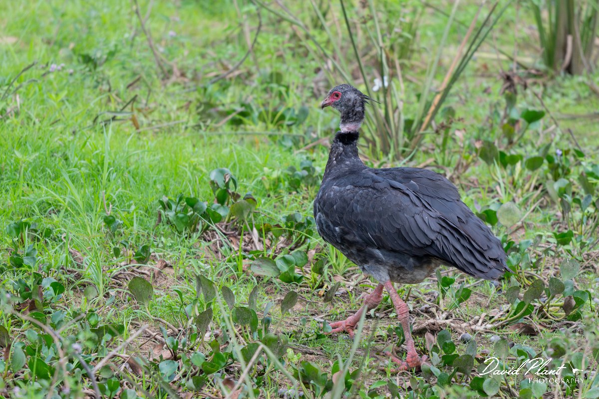 DPPhotography - Pantanal - Southern screamer - D.jpg - Southern screamer - Transpantaneira, Brazil