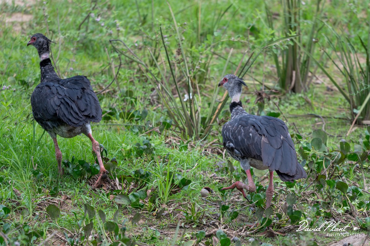 DPPhotography - Pantanal - Southern screamer - E.jpg - Southern screamer - Transpantaneira, Brazil