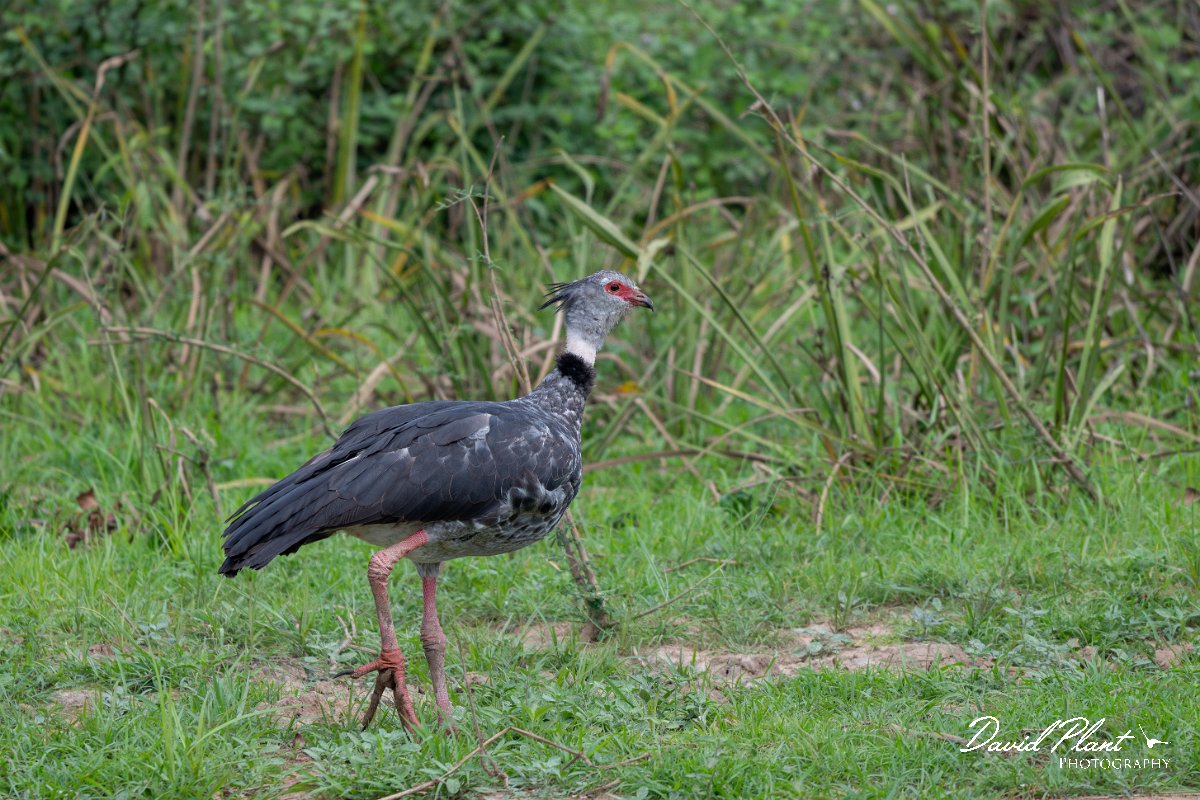 DPPhotography - Pantanal - Southern screamer - F.jpg - Southern screamer - Transpantaneira, Brazil
