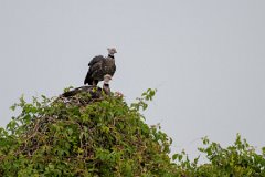 DPPhotography - Pantanal - Southern screamer - A