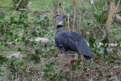 DPPhotography - Pantanal - Southern screamer - C