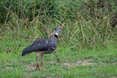 DPPhotography - Pantanal - Southern screamer - F