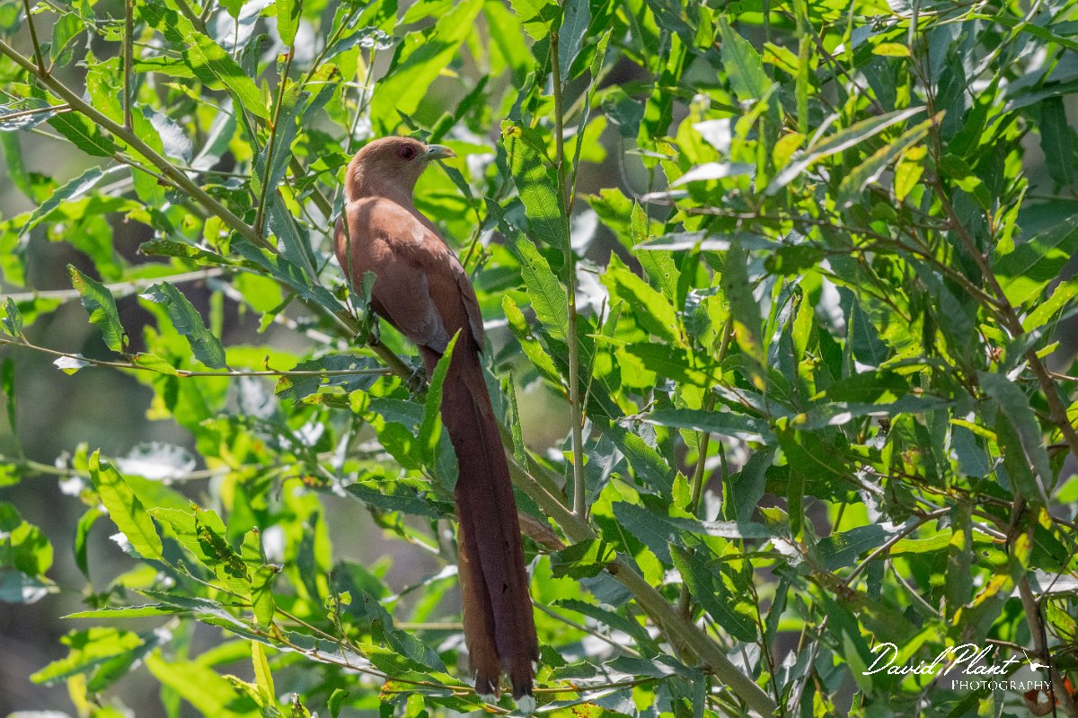DPPhotography - Pantanal - Squirrel-tailed cuckoo - A.jpg - Squirrel-tailed cuckoo - Pantanal, Brazil