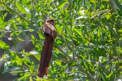 DPPhotography - Pantanal - Squirrel-tailed cuckoo - B