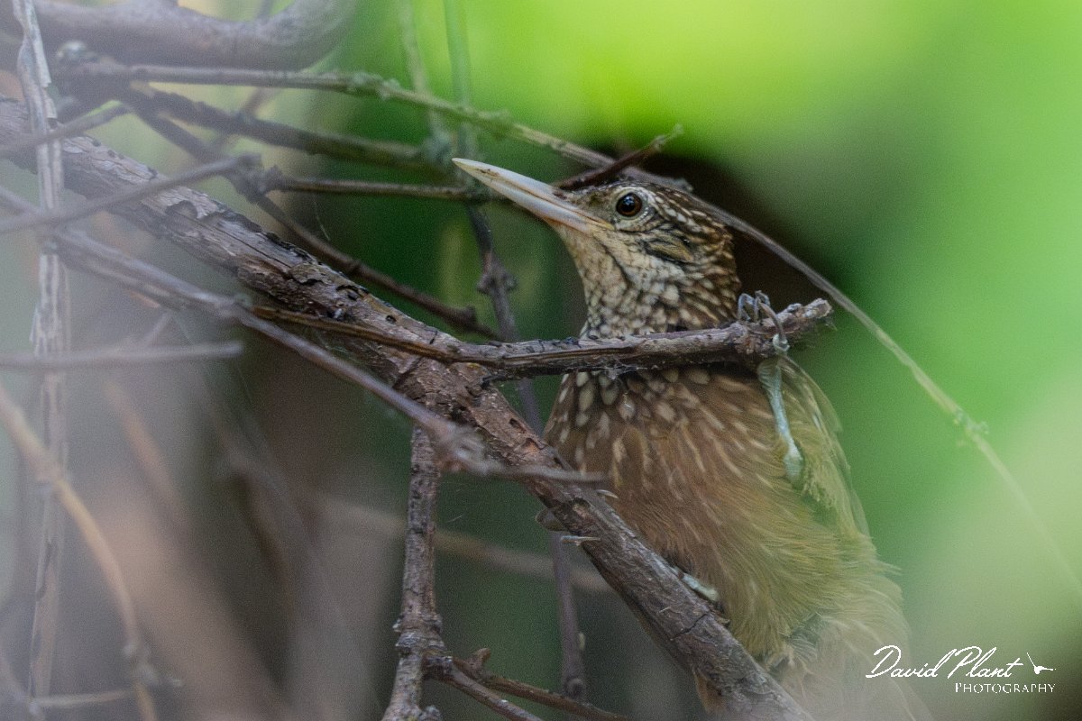 DPPhotography - Pantanal - Straight-billed woodcreeper - B.jpg - Straight-billed woodcreeper - Pantanal,, Brazil