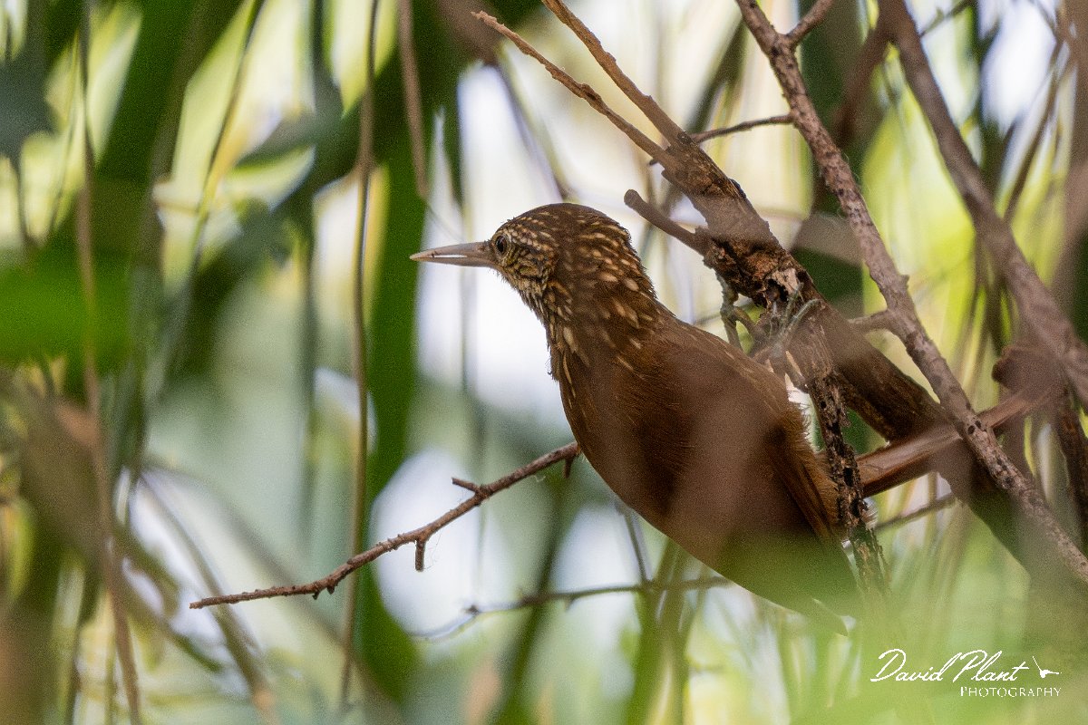 DPPhotography - Pantanal - Straight-billed woodcreeper - C.jpg - Straight-billed woodcreeper - Pantanal,, Brazil