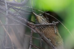 DPPhotography - Pantanal - Straight-billed woodcreeper - A