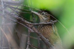 DPPhotography - Pantanal - Straight-billed woodcreeper - B