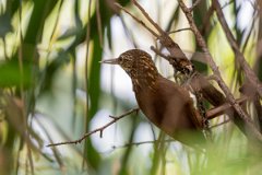 DPPhotography - Pantanal - Straight-billed woodcreeper - C