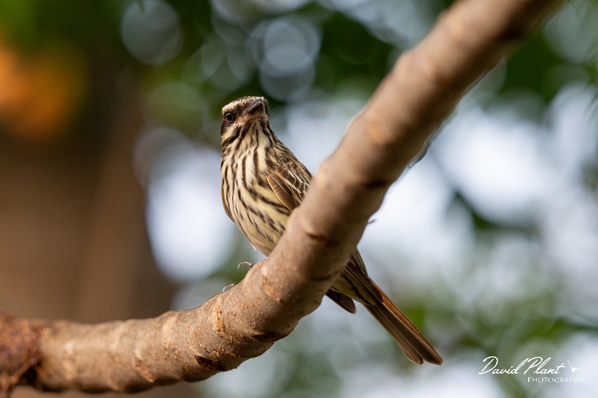 DPPhotography - Pantanal - Streaked flycatcher - A.jpg - Streaked flycatcher - Pantanal, Brazil