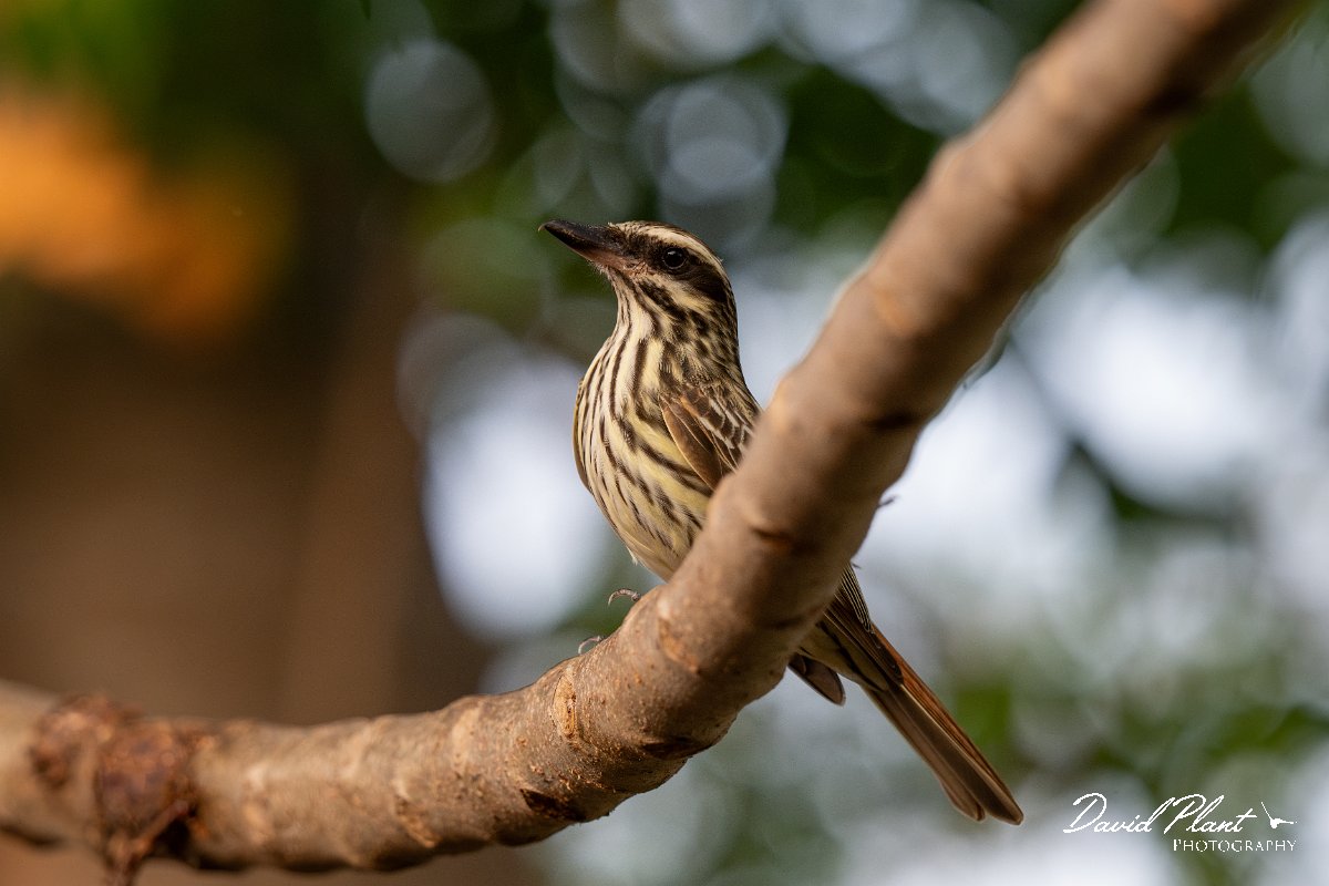 DPPhotography - Pantanal - Streaked flycatcher - B.jpg - Streaked flycatcher - Pantanal, Brazil