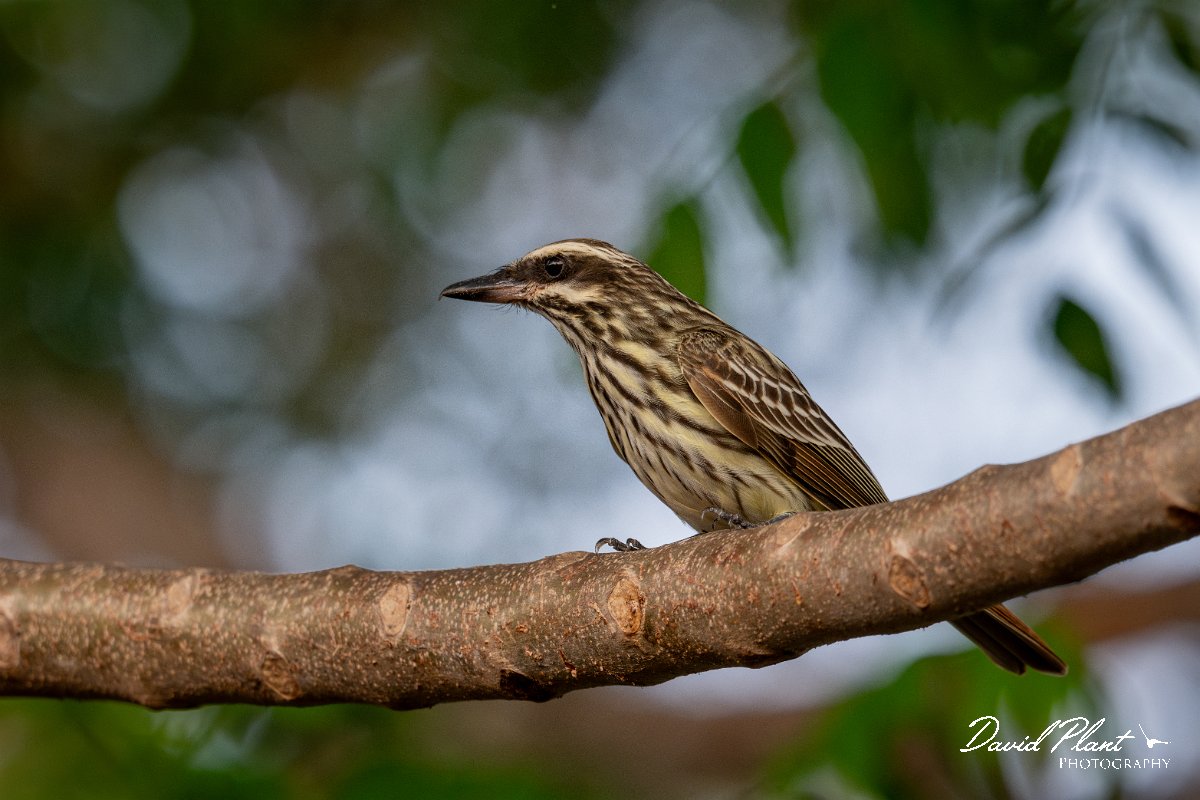 DPPhotography - Pantanal - Streaked flycatcher - C.jpg - Streaked flycatcher - Pantanal, Brazil