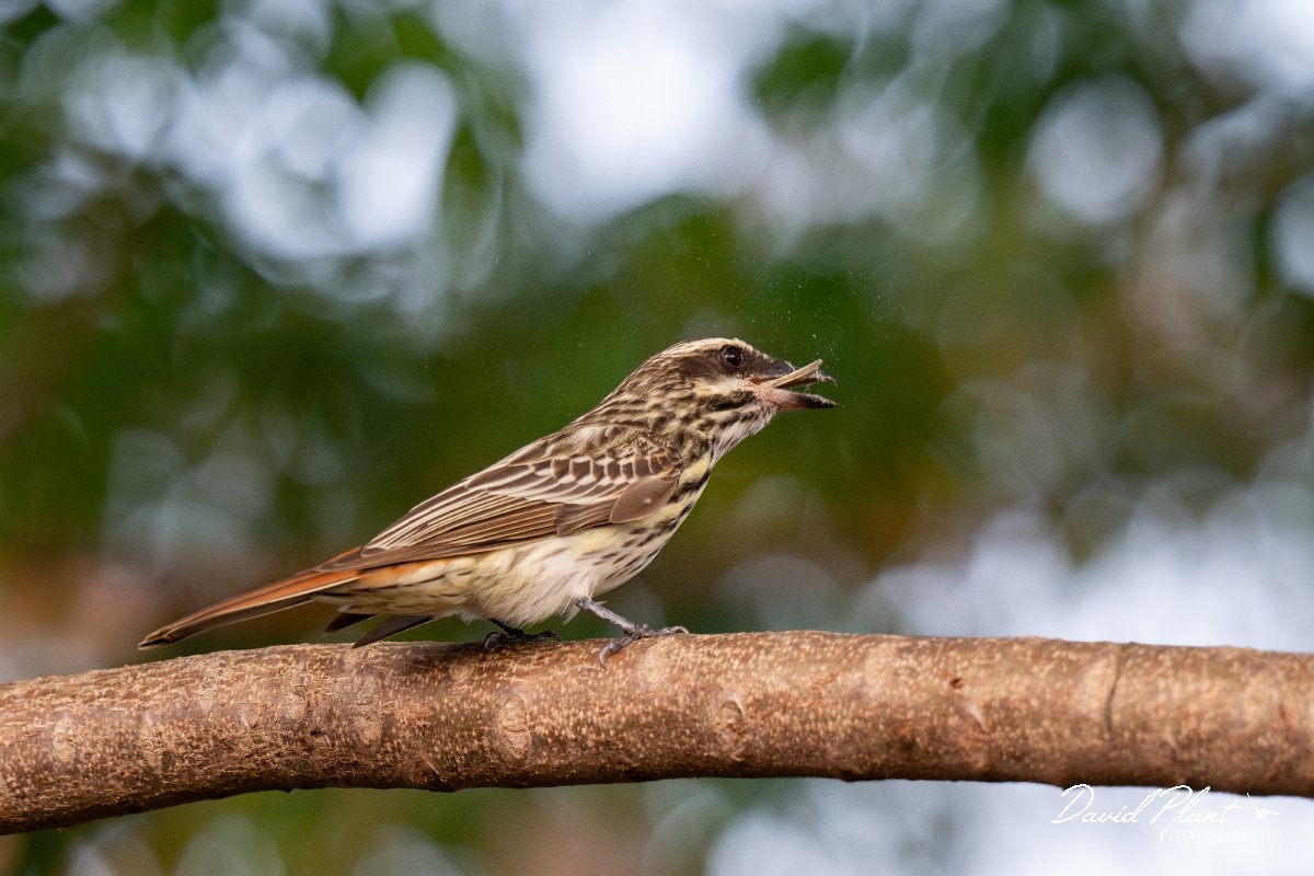DPPhotography - Pantanal - Streaked flycatcher - E.jpg - Streaked flycatcher - Pantanal, Brazil