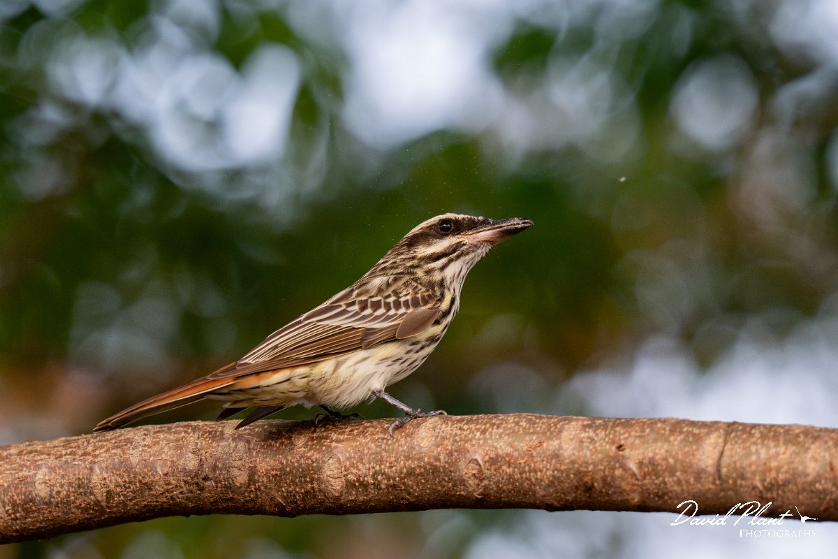 DPPhotography - Pantanal - Streaked flycatcher - F.jpg - Streaked flycatcher - Pantanal, Brazil