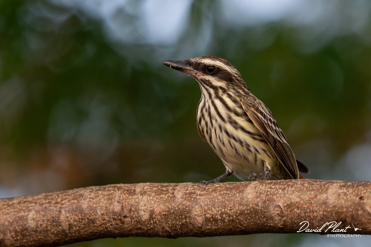 DPPhotography - Pantanal - Streaked flycatcher - G.jpg - Streaked flycatcher - Pantanal, Brazil