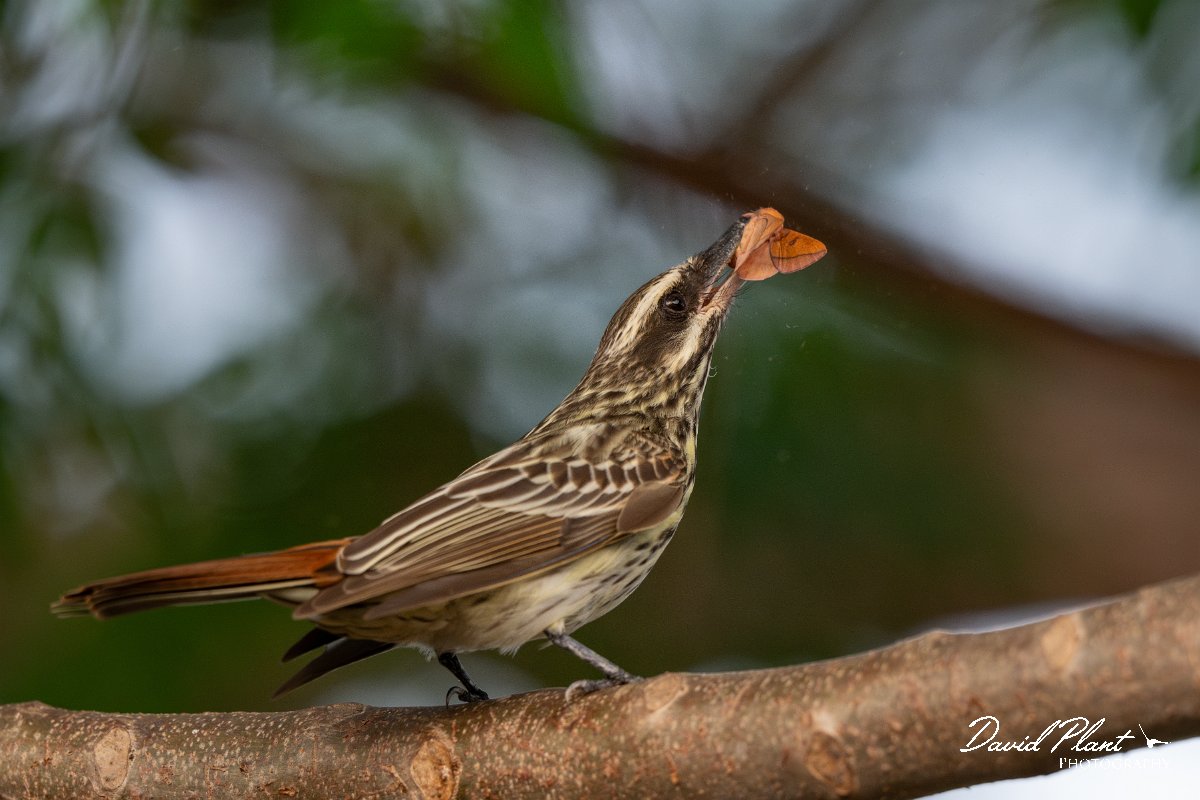 DPPhotography - Pantanal - Streaked flycatcher - J.jpg - Streaked flycatcher - Pantanal, Brazil